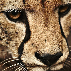 Meet your Posher, Vanessa